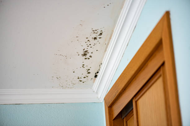 Best DIY Mold Remediation Support Services in Folkston, GA