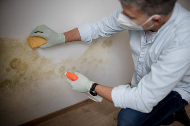 Reliable Folkston, GA Mold Remediation Solutions