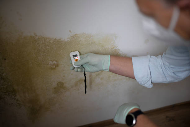Best Kitchen Mold Remediation in Folkston, GA