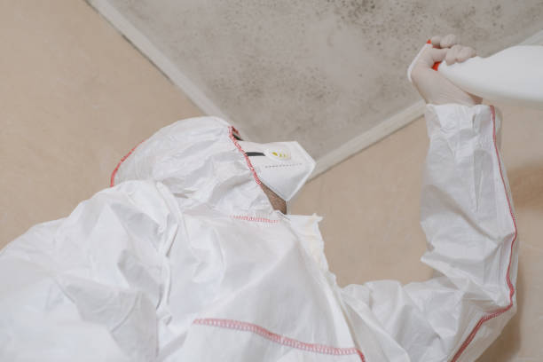 Best White Mold Remediation in Folkston, GA