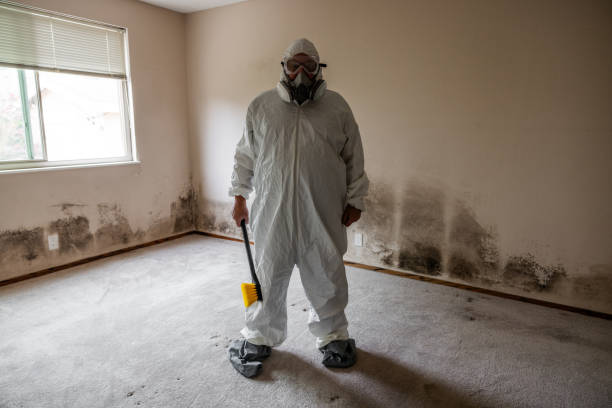 Best Black Mold Remediation in Folkston, GA