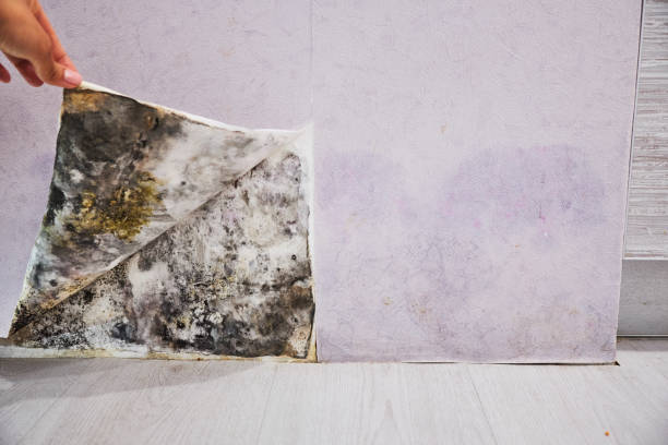 Best Black Mold Remediation in Folkston, GA